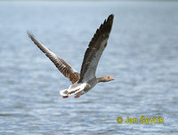 Photo of Anser anser, Graugans, Greylag goose, husa velká