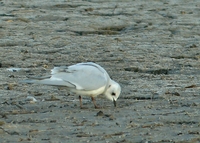 Ross's Gull, Salton Sea