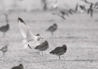 Relict Gull » Larus relictus