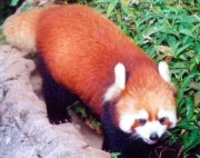 꼬마팬더 Ailurus fulgens Lesser Panda