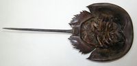 Limulus polyphemus - Horseshoe Crab