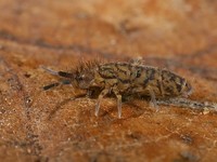 Orchesella villosa