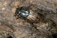 Acrossus luridus