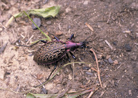Carabus lopatini