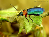 Lamprias cyanocephalus