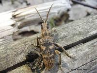 Rhagium sycophanta