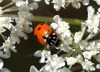 Hippodamia variegata var. novempunctata