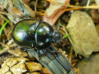 Anoplotrupes stercorosus