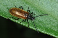Lagria hirta