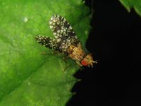 Trypetoptera punctulata