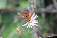 Adejeania vexatrix