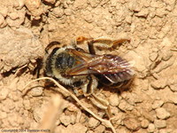 Andrena chrysosceles