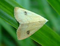 Rivula sericealis - Straw Dot