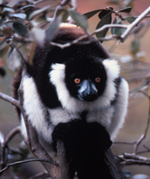 Black-and-white ruffed lemur (Varecia variegata)