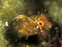 Acanthemblemaria aspera, Roughhead blenny: aquarium