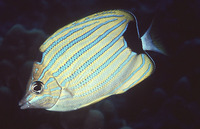 Chaetodon fremblii, Bluestriped butterflyfish: aquarium