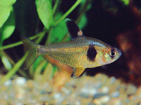 Hyphessobrycon takasei, Coffee-bean tetra: aquaculture, aquarium