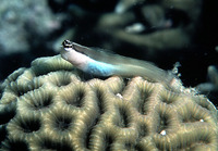 Ecsenius bandanus, Banda comb-tooth: aquarium