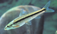Rectoris posehensis, : fisheries