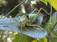 Ephippiger discoidalis