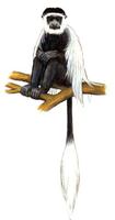 Image of: Colobus guereza (guereza)