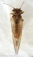 Cacopsylla saliceti