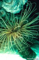 Pachycerianthus fimbriatus