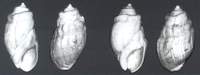 Melanopsis coaequata coaequata