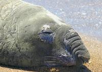 Image of: Mirounga leonina (southern elephant seal)