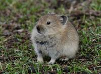 Image of: Ochotona curzoniae (black-lipped pika)