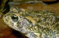 Image of: Bufo terrestris (southern toad)