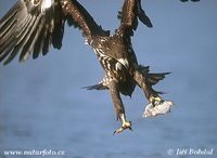 Haliaeetus albicilla - Greenland White-tailed Eagle