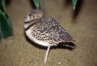 Smutsornis africanus - Double-banded Courser