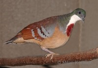 Gallicolumba crinigera - Mindanao Bleeding-heart dove