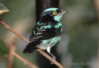 Dacnis lineata - Black-faced Dacnis