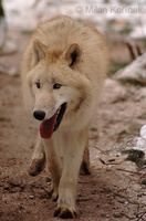 Canis lupus hudsonicus - Hudson Wolf