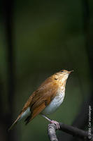 Image of: Catharus fuscescens (veery)