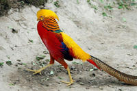 Image of: Chrysolophus pictus (golden pheasant)