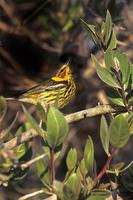 Image of: Dendroica tigrina (Cape May warbler)