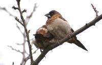 Image of: Lonchura striata (white-rumped munia)