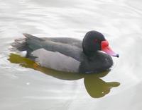 Image of: Netta peposaca (rosy-billed pochard)