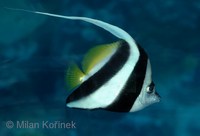 Heniochus acuminatus - Longfin Bannerfish