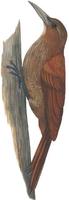 Image of: Xiphocolaptes major (great rufous woodcreeper)