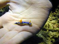 Image of: Nudibranchia (nudibranchs)