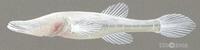 Image of: Speoplatyrhinus poulsoni (Alabama cavefish)
