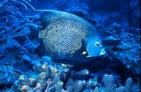 Pomacanthus paru - French angelfish