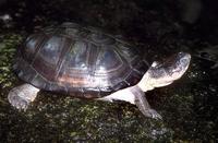 Pelomedusa subrufa - African Helmeted Turtle