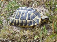 Testudo hermanni - Hermann's Tortoise