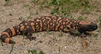 Heloderma suspectum suspectum - Reticulate Gila Monster
