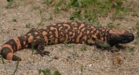 Heloderma suspectum suspectum - Reticulate Gila Monster